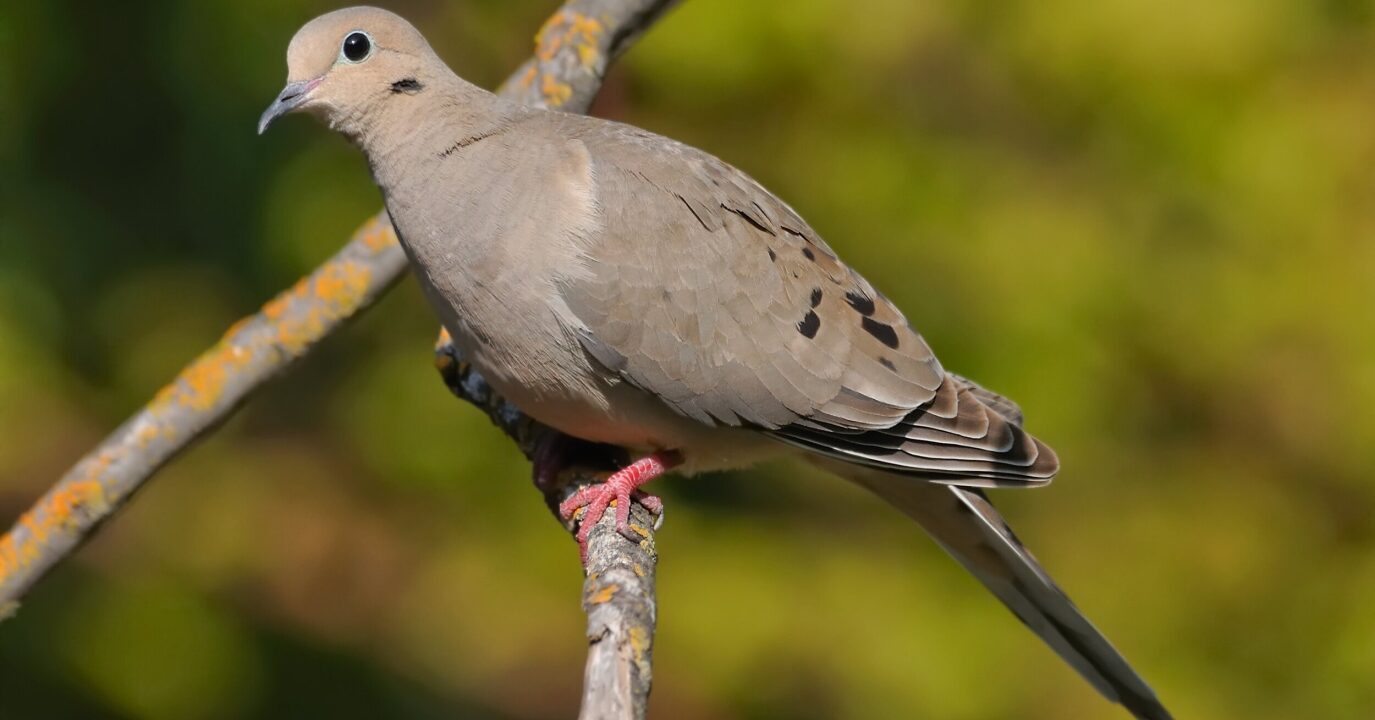 Tortola Rabiche